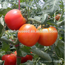 MT06 Kaluo bestimmte Tomatenhybridsamen mit hoher Ausbeute f1